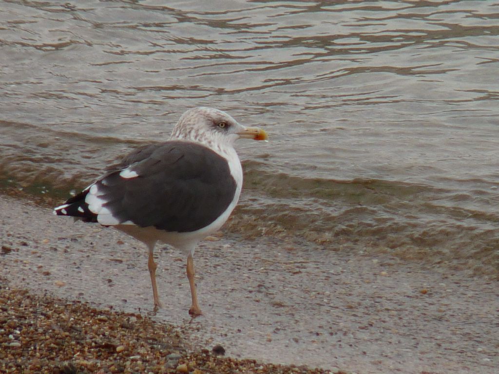 Zafferano ssp. intermedius